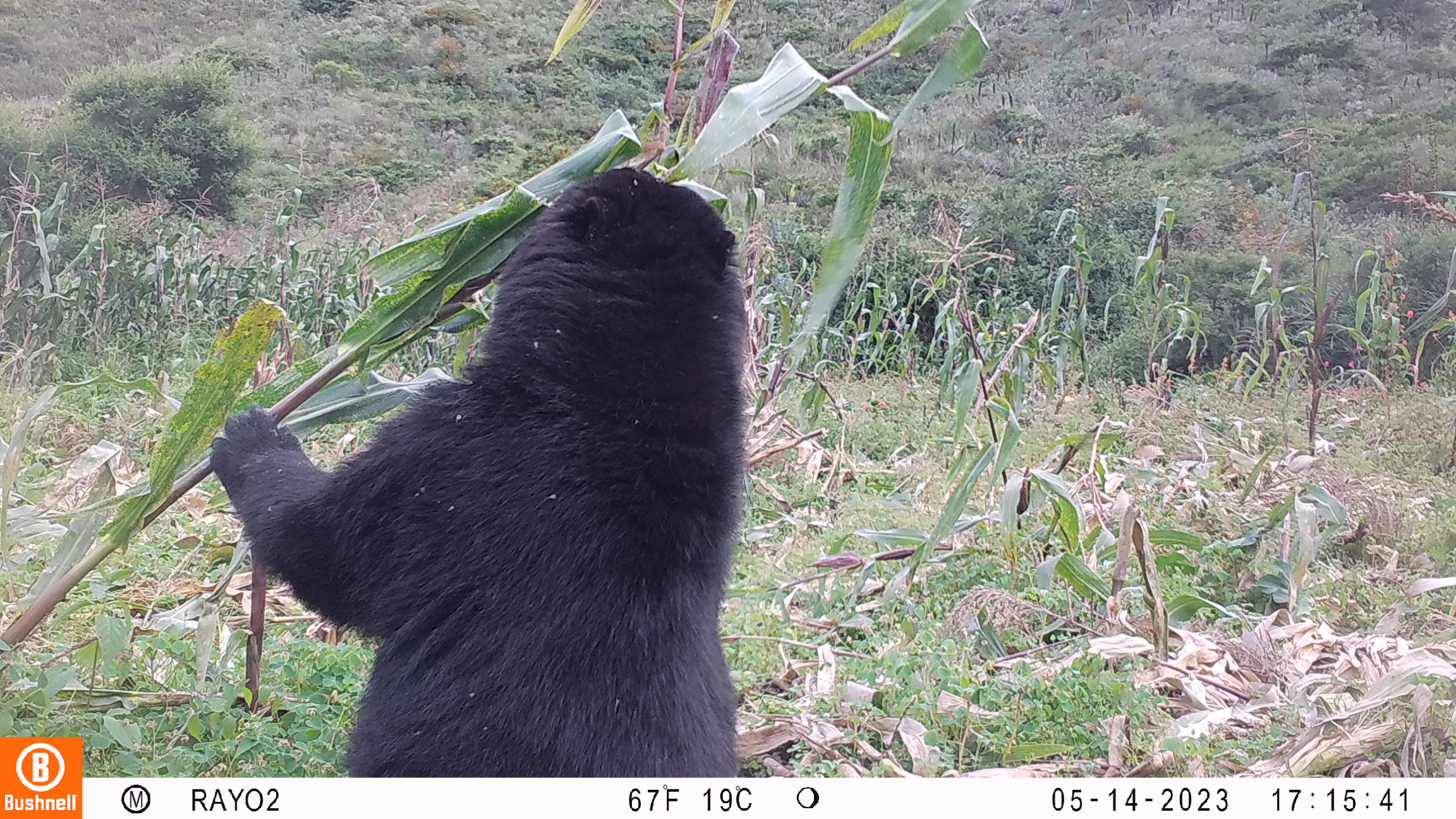 Oso de anteojos en bosque andino (Ecuador)