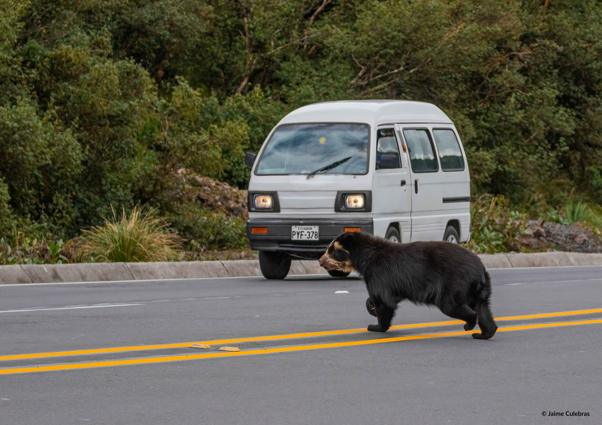 Oso de anteojos en páramo - Ecuador
