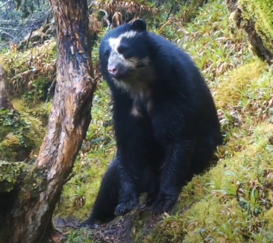 Primer plano del oso de anteojos