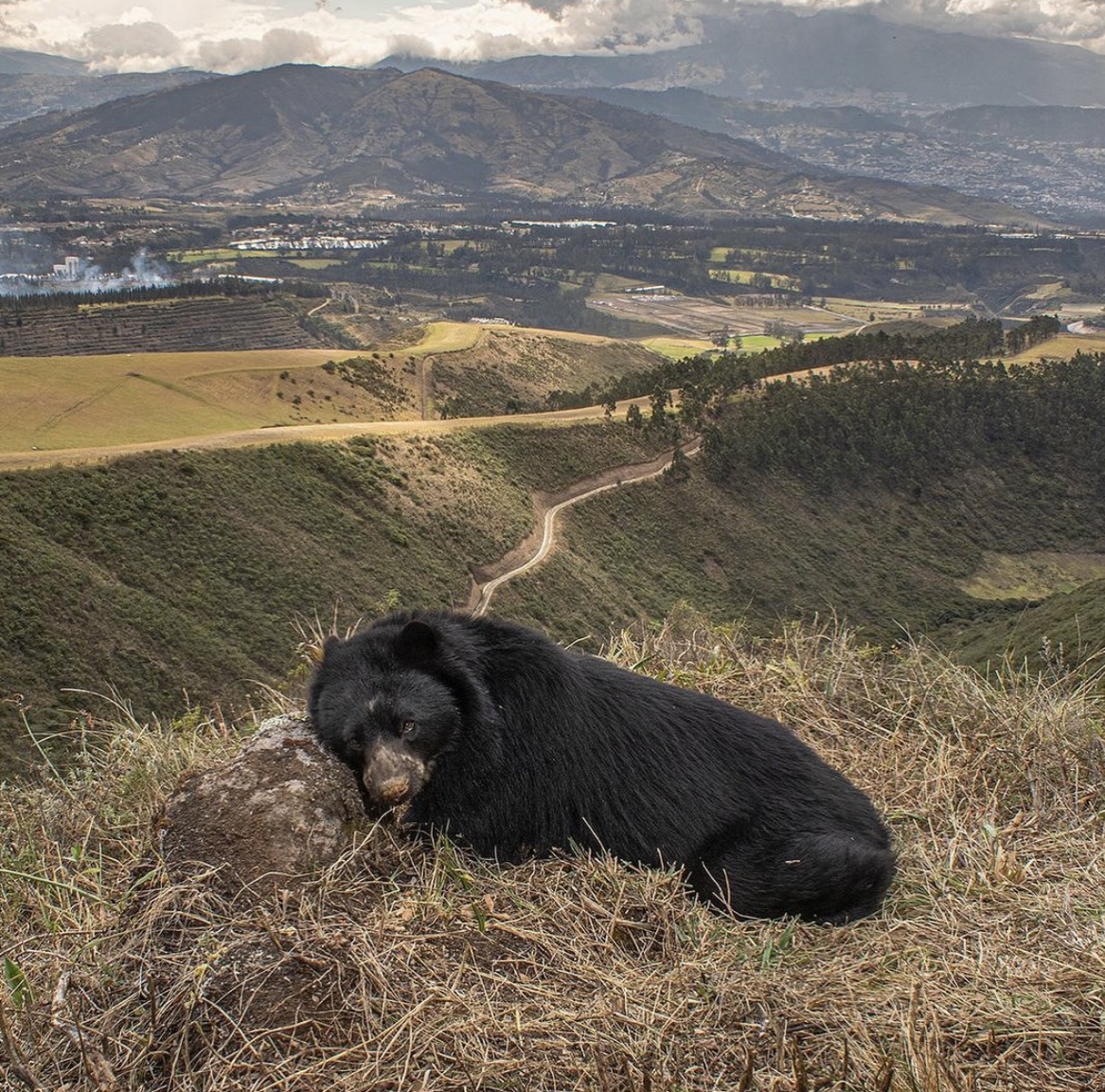 Oso de anteojos en bosque andino (Ecuador)