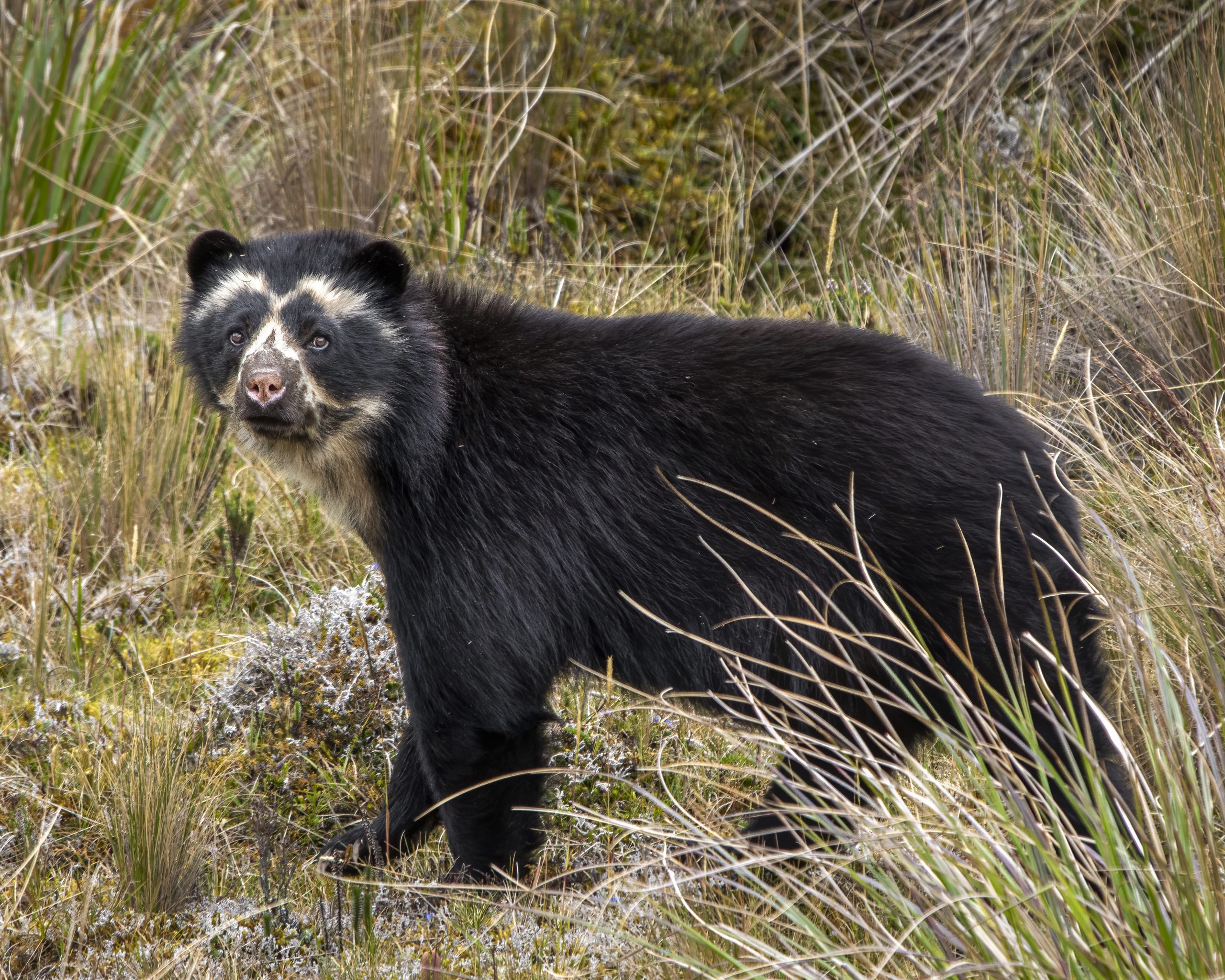 Oso de anteojos en bosque andino (Ecuador)